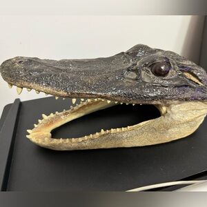 Alligator head decor, 11”, hole on the back for wall display. From FL